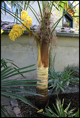 Trachy (6) Trachy (6)