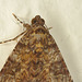 IMG 9683-1moth