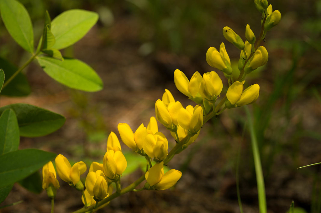 Yellow Wild Indigo