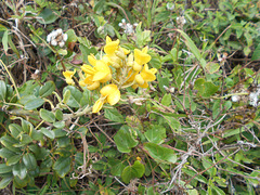 DSCN1673 - feijão-da-praia Sophora tomentosa, Fabaceae Faboideae