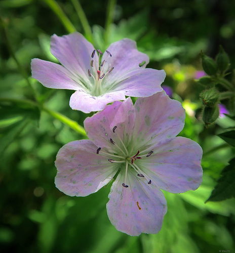 Geranium sylvaticum 2