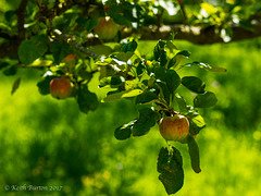 Apple Tree