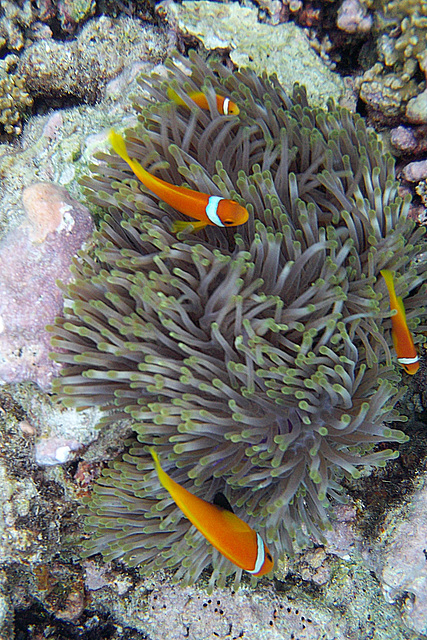 Clown Fish Weaving and Winding