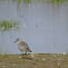 Juvenile Black-bellied Plover