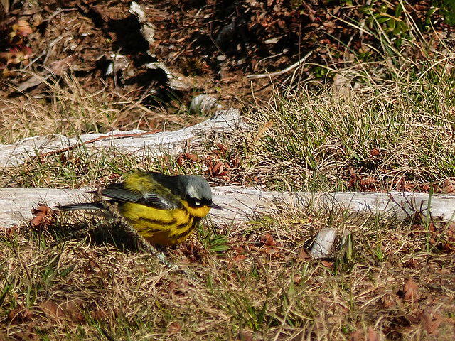 Day 10, Magnolia Warbler