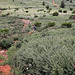 Pico Ruivo do Paúl da Serra - Der Abstieg (2)