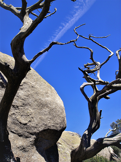 If dead trees could party ... this would be it!