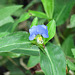 Day 7, Commelina communis?