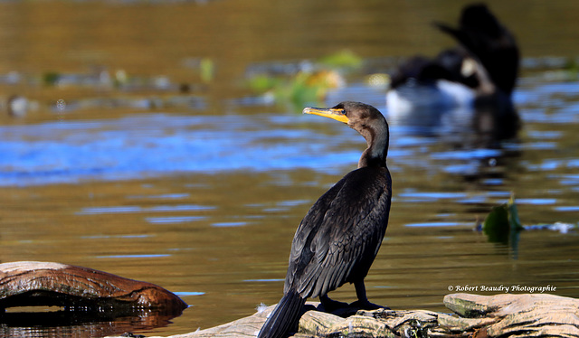 Cormoran à aigrettes