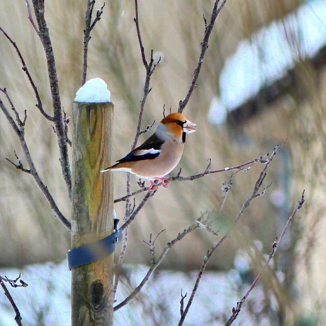 P1350922- Grosbec casse-noyaux - Jardin.  25 janvier 2021