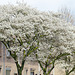 Amelanchier-trees  in bloom