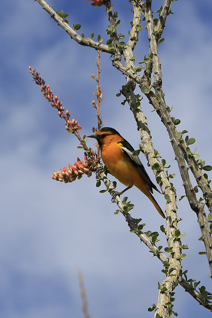 Bullock's Oriole