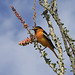 Bullock's Oriole