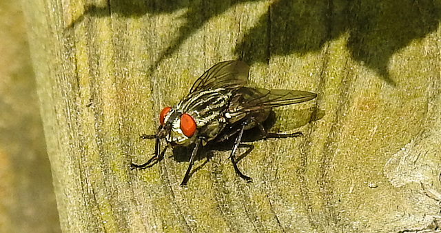 20210811 2389CPw [D~LIP] Graue Fleischfliege, Bad Salzuflen