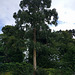 Eucalyptus Tree At Ardardan