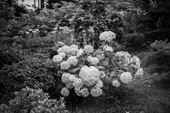 Hydrangea