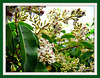 Chinese Privet