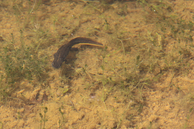 Newt Pool