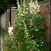 hollyhocks by the towpath