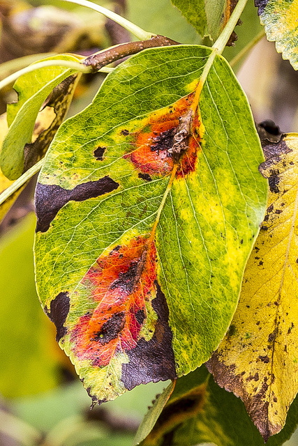 Pear leaves 'pleochroic halos'