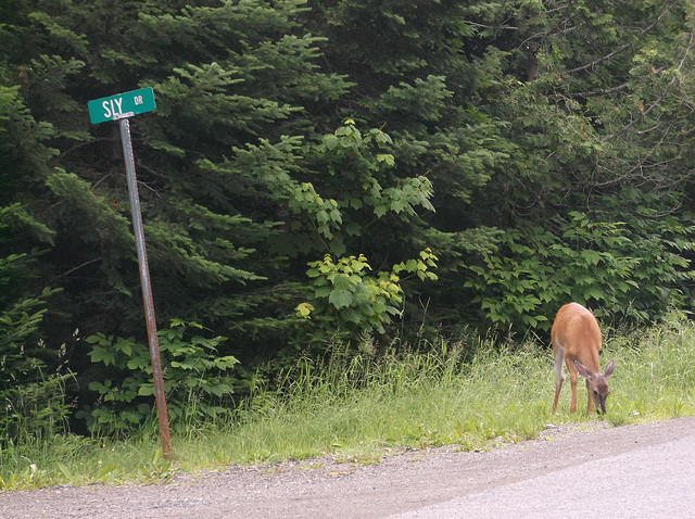 Chevreuil Sly Dr / Sly Rd deer