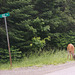 Chevreuil Sly Dr / Sly Rd deer