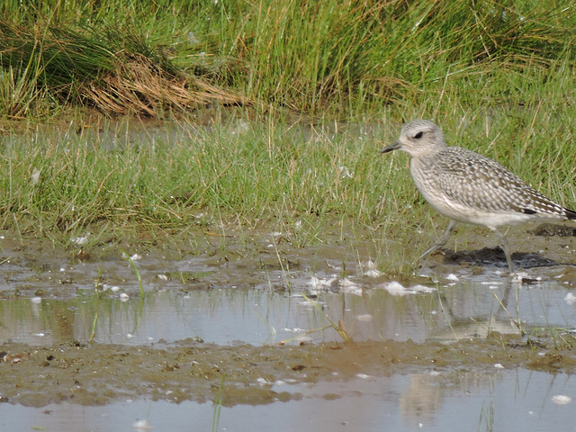 Juvenile Black-bellied Plover