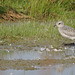 Juvenile Black-bellied Plover