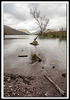 The lone tree, Lake Padarn