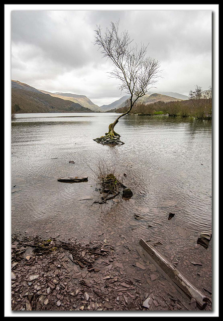 The lone tree, Lake Padarn