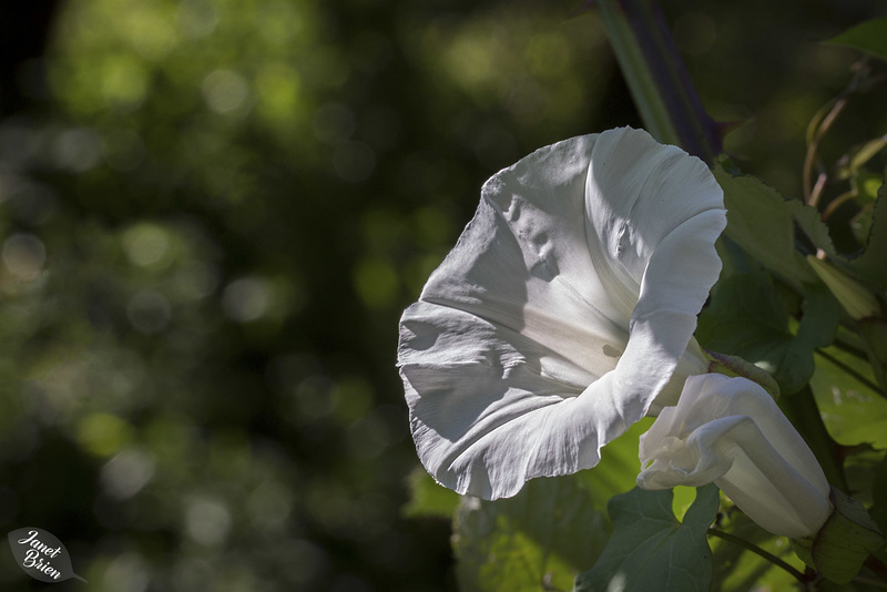 Hedge Blindweed Morning Glories, Lovely Flowers and More! (+5 insets)