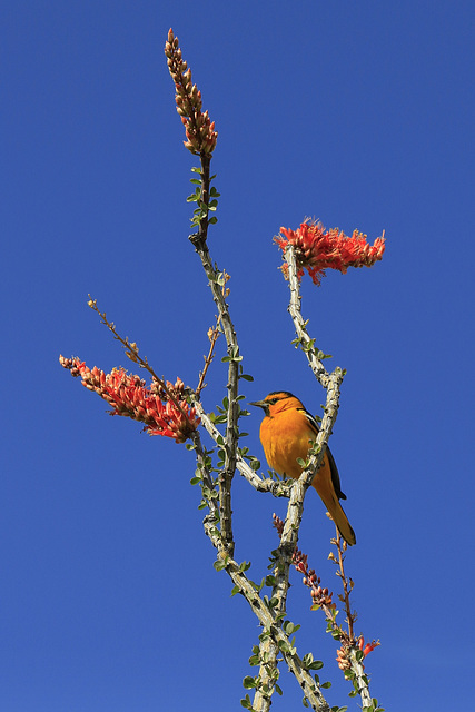 Bullock's Oriole on Ocotillo