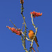 Bullock's Oriole on Ocotillo