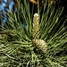 20210531 0349CPw [D~LIP] Schwarz-Kiefer (Pinus nigra) Zapfen, Bad Salzuflen