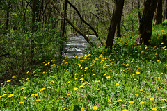 Bulgaria, Blagoevgrad, A Lot of Yellow Dandelions in the Park of Bachinovo