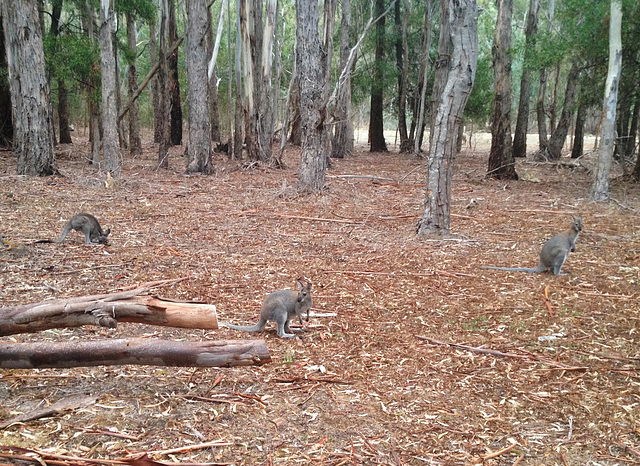 red-necked wallaby family