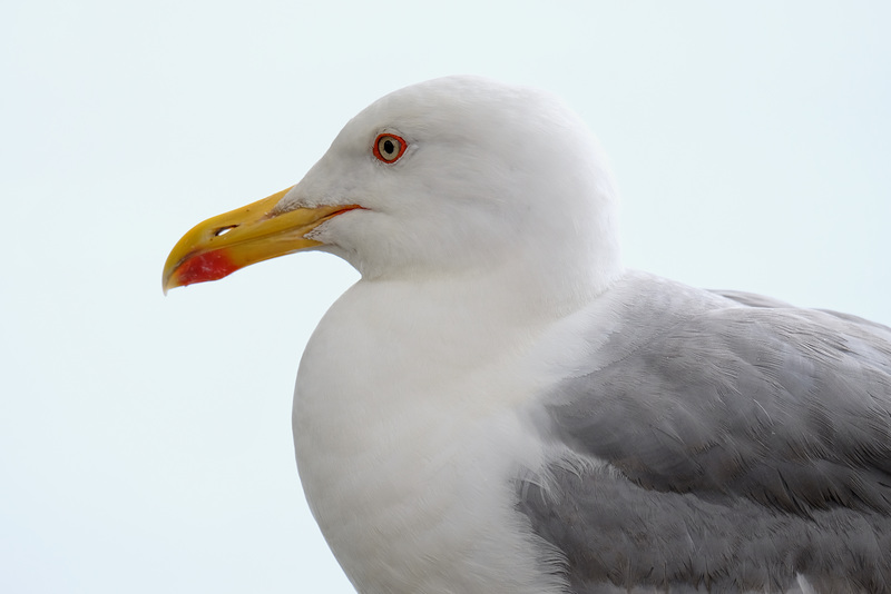 MONACO: Un Goéland argenté (Larus argentatus) 03