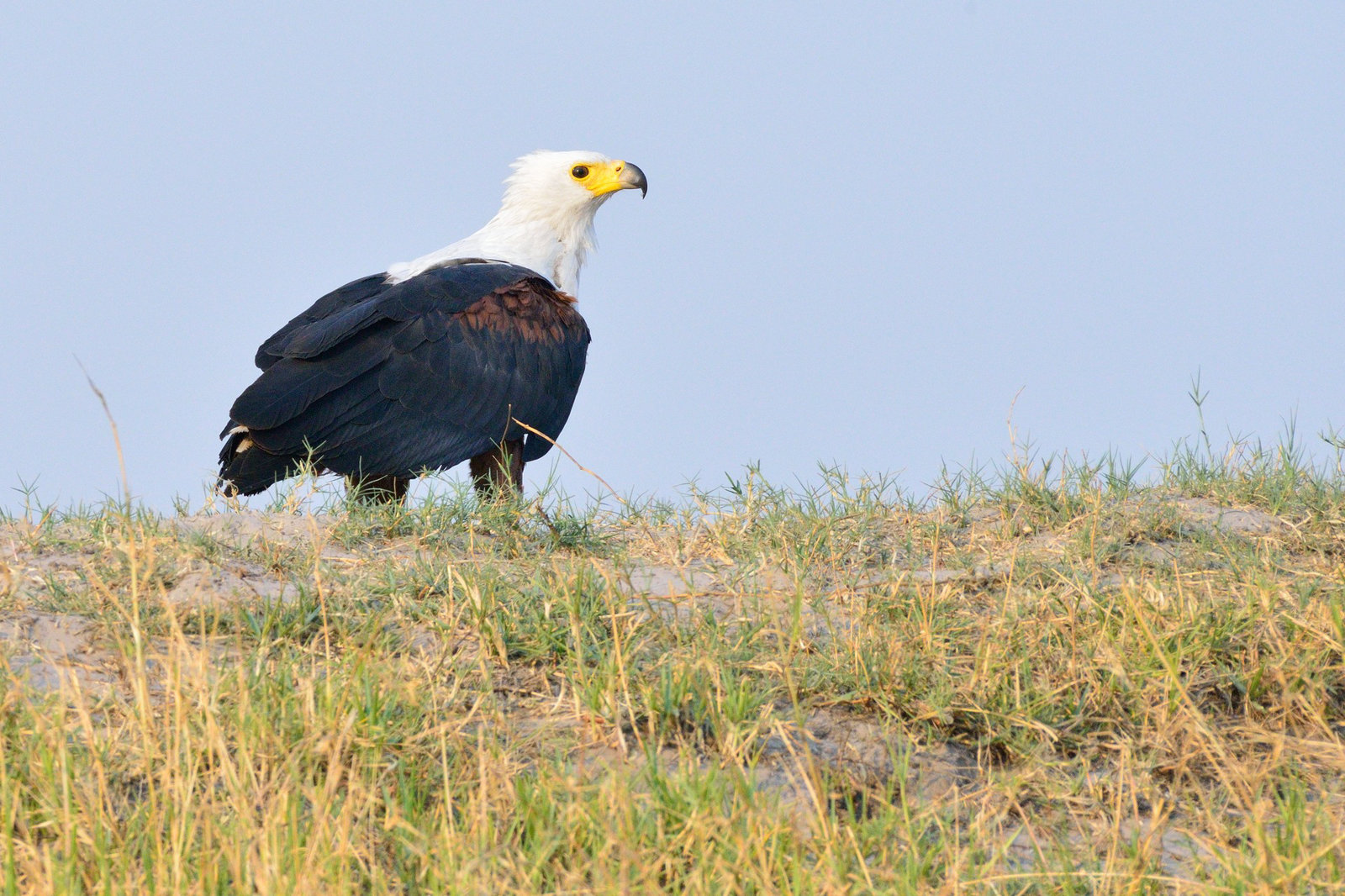 Fish eagle ou pygargue vocifère