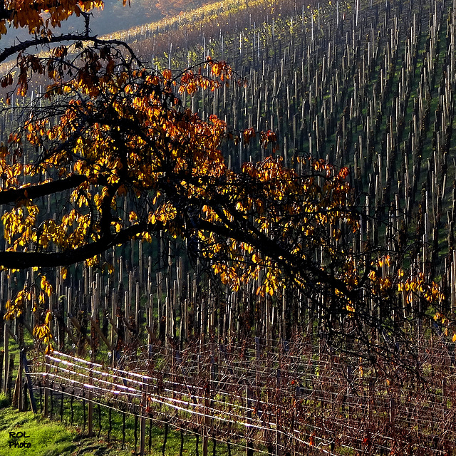 Alignement dans les vignes..!