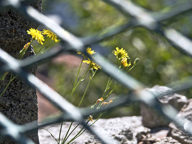 Yellow beyond the grate