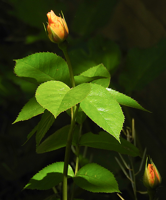 20230529 0334CPw [D~LIP] Beet-Rose (Rosa 'Noack Westzeit'), Bad Salzuflen