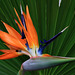 Bird of Paradise