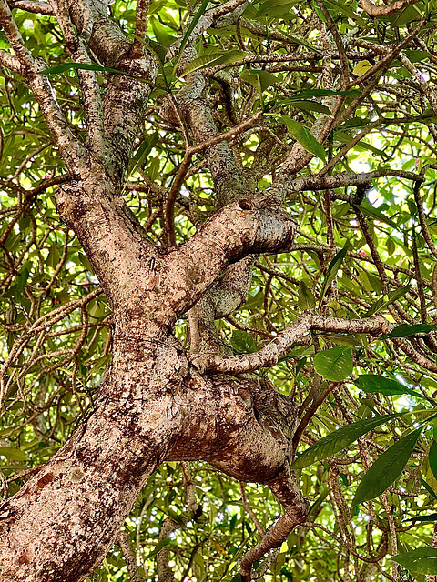 Plumeria Tree