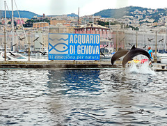 Delfini dell'acquario di Genova