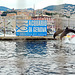 Delfini dell'acquario di Genova