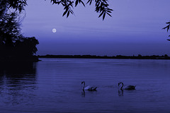 Swans under the moon!