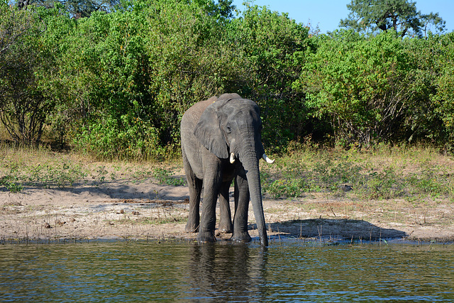 Botswana, Elephant Sucks Water into Own Trunk to Drink It Later