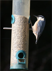 Herbs garden birds: Nuthatch