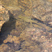 Newt Pool