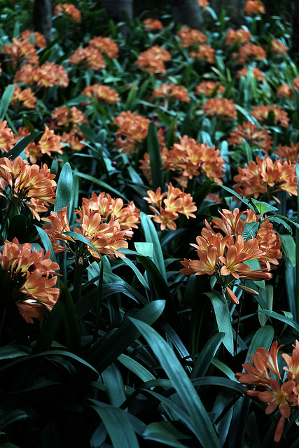 Madeira Funchal May 2016 Xpro2 Touit 50mm Monte Botanical Gardens 30